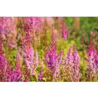 Kategorie <b>Produkt nicht gewünscht </b> - Astilbe chin.var.taquetii 'Purpurlanze' ca. 9x9 cm Topf (Wuchs jahreszeitlich)