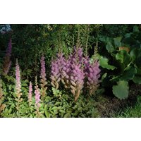 Kategorie <b>Produkt nicht gewünscht </b> - Astilbe chin.var.taquetii 'Superba' ca. 9x9 cm Topf (Wuchs jahreszeitlich)