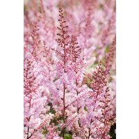 Kategorie <b>Stauden </b> - Astilbe chinensis 'Serenade' ca. 9x9 cm Topf (Wuchs jahreszeitlich)