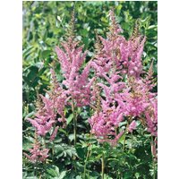 Kategorie <b>Produkt nicht gewünscht </b> - Astilbe chinensis 'Visions in Pink' -R- ca. 11x11 cm Topf (Wuchs jahreszeitlich)