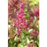 Kategorie <b>Produkt nicht gewünscht </b> - Astilbe japonica 'Bremen' ca. 9x9 cm Topf (Wuchs jahreszeitlich)