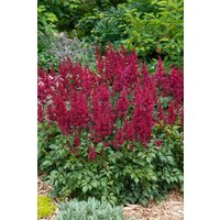 Kategorie <b>Produkt nicht gewünscht </b> - Astilbe japonica 'Etna' ca. 11x11 cm Topf (Wuchs jahreszeitlich)