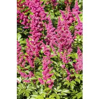 Kategorie <b>Produkt nicht gewünscht </b> - Astilbe japonica 'Mainz' ca. 9x9 cm Topf (Wuchs jahreszeitlich)