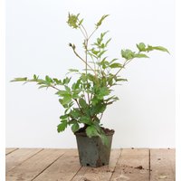 Kategorie <b>Produkt nicht gewünscht </b> - Astilbe japonica 'Montgomery' ca. 9x9 cm Topf (Wuchs jahreszeitlich)