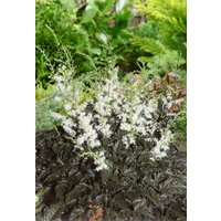 Kategorie <b>Produkt nicht gewünscht </b> - Astilbe simplicifolia 'Praecox Alba' ca. 9x9 cm Topf (Wuchs jahreszeitlich)