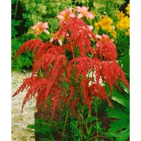 Kategorie <b>Produkt nicht gewünscht </b> - Astilbe thunbergii 'Rote Straußenfeder' ca. 9x9 cm Topf (Wuchs jahreszeitlich)
