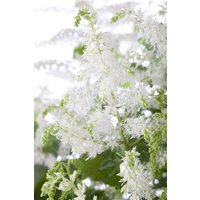 Kategorie <b>Produkt nicht gewünscht </b> - Astilbe x arendsii 'Brautschleier' ca. 9x9 cm Topf (Wuchs jahreszeitlich)