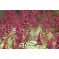 Kategorie <b>Produkt nicht gewünscht </b> - Astilbe x arendsii 'Fanal' ca. 9x9 cm Topf (Wuchs jahreszeitlich)