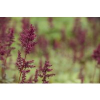 Kategorie <b>Produkt nicht gewünscht </b> - Astilbe x arendsii 'Glut' ca. 9x9 cm Topf (Wuchs jahreszeitlich)