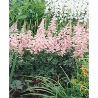 Kategorie <b>Produkt nicht gewünscht </b> - Astilbe x arendsii 'Grete Püngel' ca. 9x9 cm Topf (Wuchs jahreszeitlich)