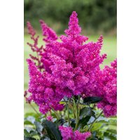 Kategorie <b>Produkt nicht gewünscht </b> - Astilbe x cult.'Younique Pink' -R- 2-3 Liter Container (Wuchs jahreszeitlich)