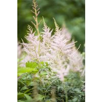 Kategorie <b>Produkt nicht gewünscht </b> - Astilbe x cult.'Younique White' -R- 2-3 Liter Container (Wuchs jahreszeitlich)