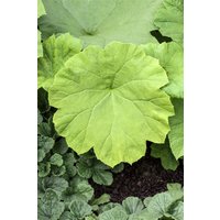 Kategorie <b>Produkt nicht gewünscht </b> - Astilboides tabularis ca. 11x11 cm Topf (Wuchs jahreszeitlich)