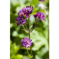 Kategorie <b>Produkt nicht gewünscht </b> - Astrantia major ca. 9x9 cm Topf (Wuchs jahreszeitlich)