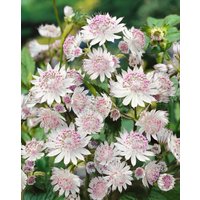 Kategorie <b>Produkt nicht gewünscht </b> - Astrantia major 'Buckland' ca. 11x11 cm Topf (Wuchs jahreszeitlich)