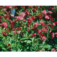 Kategorie <b>Produkt nicht gewünscht </b> - Astrantia major 'Hadspen Blood' ca. 11x11 cm Topf (Wuchs jahreszeitlich)