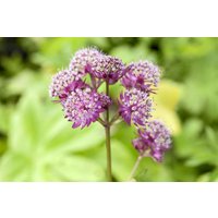 Kategorie <b>Produkt nicht gewünscht </b> - Astrantia major 'Primadonna' ca. 11x11 cm Topf (Wuchs jahreszeitlich)