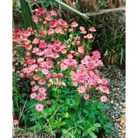 Kategorie <b>Produkt nicht gewünscht </b> - Astrantia major 'Roma' -R- ca. 11x11 cm Topf (Wuchs jahreszeitlich)