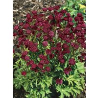 Kategorie <b>Produkt nicht gewünscht </b> - Astrantia major 'Ruby Cloud' ca. 9x9 cm Topf (Wuchs jahreszeitlich)