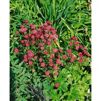 Kategorie <b>Produkt nicht gewünscht </b> - Astrantia major 'Ruby Wedding' ca. 9x9 cm Topf (Wuchs jahreszeitlich)