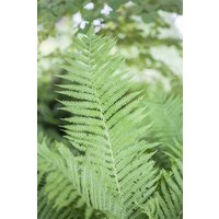Kategorie <b>Gräser </b> - Athyrium filix-femina ca. 9x9 cm Topf (Wuchs jahreszeitlich)