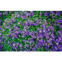 Kategorie <b>Stauden </b> - Aubrieta x cult.'Blaumeise' ca. 9x9 cm Topf (Wuchs jahreszeitlich)