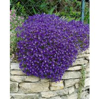 Kategorie <b>Stauden </b> - Aubrieta x cult.'Cascade Blue', gen. ca. 9x9 cm Topf (Wuchs jahreszeitlich)