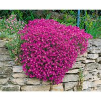 Kategorie <b>Stauden </b> - Aubrieta x cult.'Cascade Red', gen. ca. 9x9 cm Topf (Wuchs jahreszeitlich)