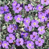 Kategorie <b>Stauden </b> - Aubrieta x cult.'Dr Mules Variegated' ca. 9x9 cm Topf (Wuchs jahreszeitlich)