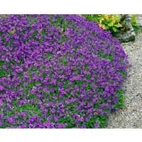 Kategorie <b>Stauden </b> - Aubrieta x cult.'Hamburger Stadtpark' ca. 9x9 cm Topf (Wuchs jahreszeitlich)