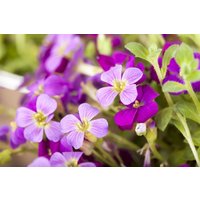 Kategorie <b>Stauden </b> - Aubrieta x cult.'Kitte' ca. 9x9 cm Topf (Wuchs jahreszeitlich)