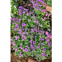 Kategorie <b>Stauden </b> - Aubrieta x cult.'Rubinfeuer' ca. 9x9 cm Topf (Wuchs jahreszeitlich)