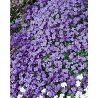 Kategorie <b>Stauden </b> - Aubrieta x cult.'Tauricola' ca. 9x9 cm Topf (Wuchs jahreszeitlich)