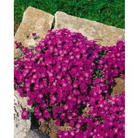 Kategorie <b>Stauden </b> - Aubrieta x cult.'Vesuv' ca. 9x9 cm Topf (Wuchs jahreszeitlich)