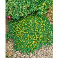 Kategorie <b>Stauden </b> - Azorella trifurcata 'Nana' ca. 9x9 cm Topf (Wuchs jahreszeitlich)