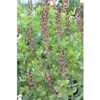 Kategorie <b>Stauden </b> - Baptis.x variic.'Twilite Prairieblues' -R- ca. 11x11 cm Topf (Wuchs jahreszeitlich)