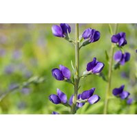 Kategorie <b>Produkt nicht gewünscht </b> - Baptisia australis ca. 9x9 cm Topf (Wuchs jahreszeitlich)