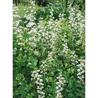 Kategorie <b>Stauden </b> - Baptisia australis 'Alba' ca. 9x9 cm Topf (Wuchs jahreszeitlich)