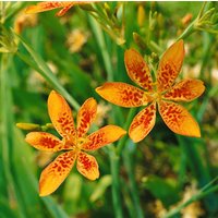 Kategorie <b>Produkt nicht gewünscht </b> - Belamcanda chinensis ca. 9x9 cm Topf (Wuchs jahreszeitlich)