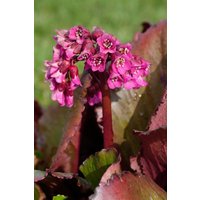 Stauden - Bergenia cordifolia 'Abendglocken' ca. 11x11 cm Topf (Wuchs jahreszeitlich)