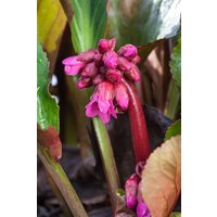 Stauden - Bergenia cordifolia 'David', veg. ca. 11x11 cm Topf (Wuchs jahreszeitlich)