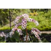 Kategorie <b>Stauden </b> - Bergenia cordifolia 'Schneekönigin' ca. 11x11 cm Topf (Wuchs jahreszeitlich)