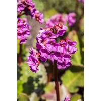 Stauden - Bergenia cordifolia 'Winterglut' ca. 11x11 cm Topf (Wuchs jahreszeitlich)