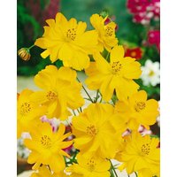 Kategorie <b>Produkt nicht gewünscht </b> - Berlandiera lyriata ca. 9x9 cm Topf (Wuchs jahreszeitlich)