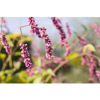 Kategorie <b>Produkt nicht gewünscht </b> - Bistorta affinis ca. 9x9 cm Topf (Wuchs jahreszeitlich)