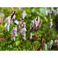 Kategorie <b>Produkt nicht gewünscht </b> - Bistorta affinis 'Superba' ca. 9x9 cm Topf (Wuchs jahreszeitlich)