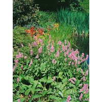 Kategorie <b>Produkt nicht gewünscht </b> - Bistorta amplexicaulis 'Rosea' ca. 9x9 cm Topf (Wuchs jahreszeitlich)