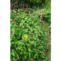 Kategorie <b>Produkt nicht gewünscht </b> - Bistorta amplexicaulis 'Taurus' ca. 11x11 cm Topf (Wuchs jahreszeitlich)