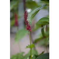 Kategorie <b>Produkt nicht gewünscht </b> - Bistorta amplexicaulis var.pendula ca. 11x11 cm Topf (Wuchs jahreszeitlich)