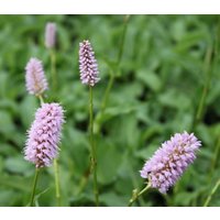 Stauden - Bistorta officinalis ca. 9x9 cm Topf (Wuchs jahreszeitlich)